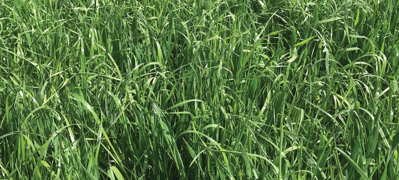 Barimax Agriculture Grass Varieties