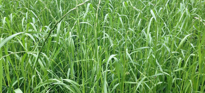 Barmultra II Agriculture Grass Varieties