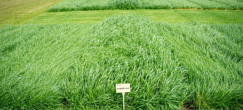 Barsilo Agriculture Grass Varieties