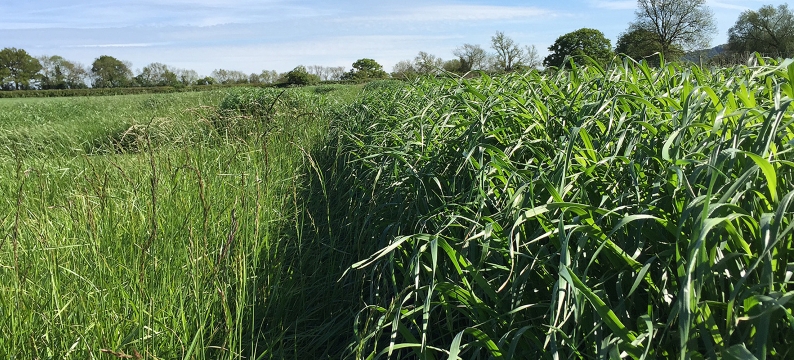 Barspectra II Agriculture Grass Varieties