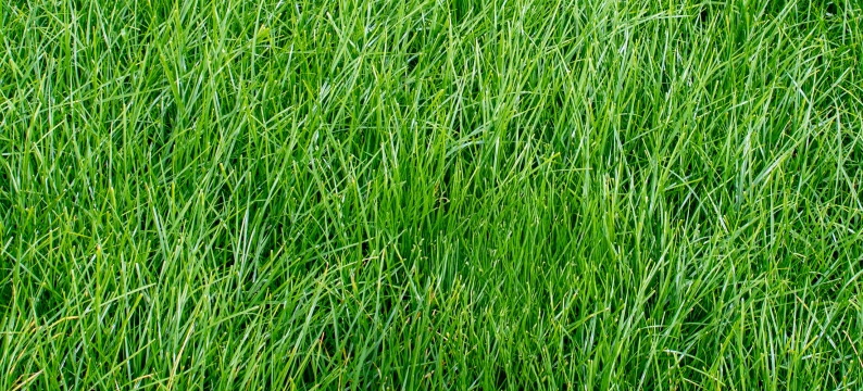 Barwave Agriculture Grass Varieties
