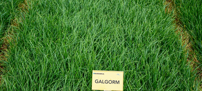 Galgorm Agriculture Grass Varieties