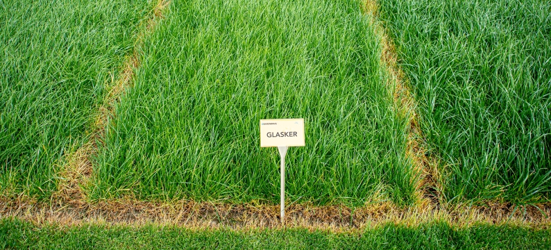 Glasker Agriculture Grass Varieties