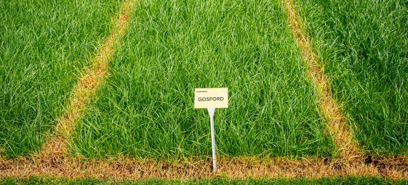 Gosford Agriculture Grass Varieties