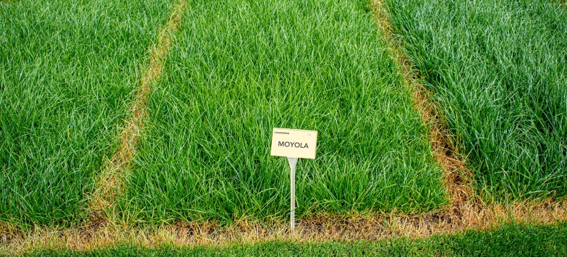 Moyola Agriculture Grass Varieties