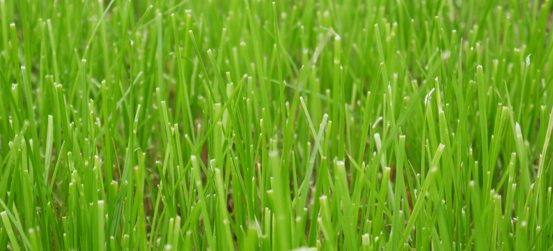 Tollymore Agriculture Grass Varieties