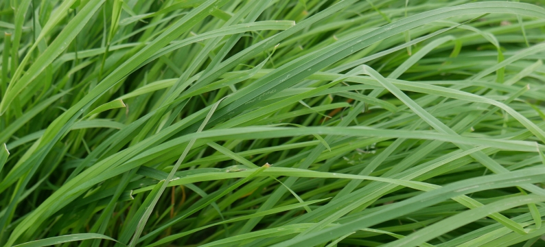 Archibaldi Agriculture Grass Varieties