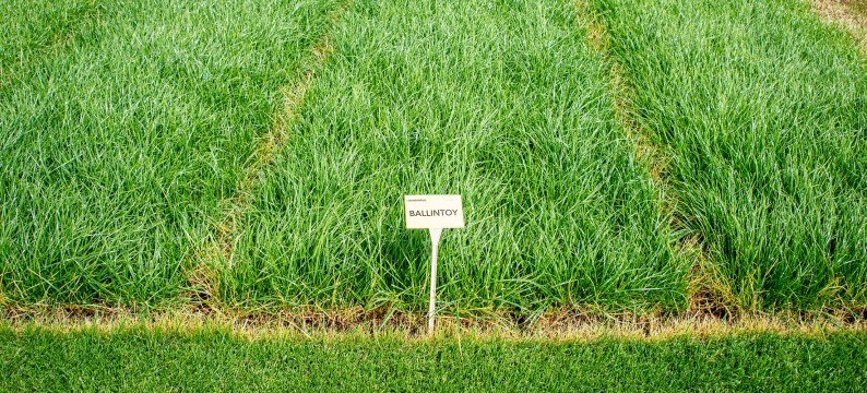 Ballintoy Agriculture Grass Varieties
