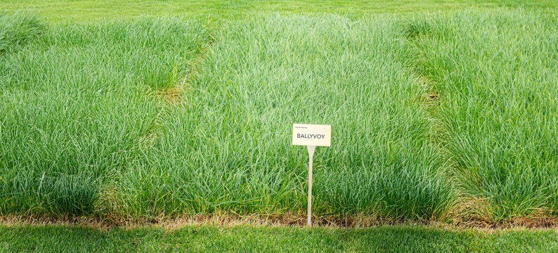 Ballyvoy Agriculture Grass Varieties