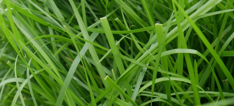 Barcuby Agriculture Grass Varieties