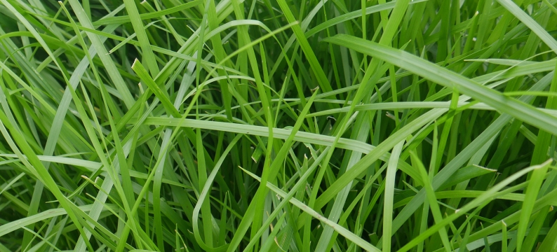 Bardoux Agriculture Grass Varieties