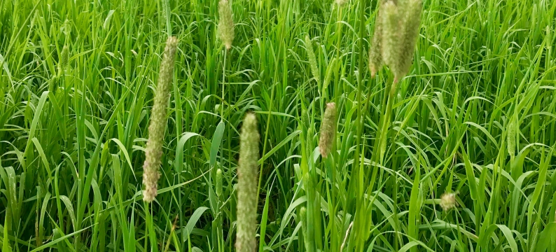 Baronaise Agriculture Grass Varieties