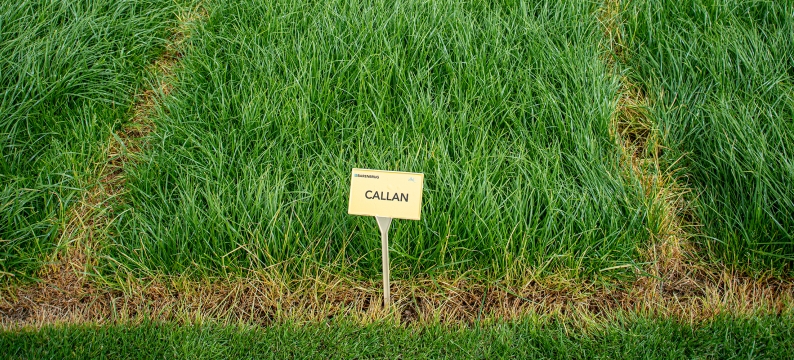 Callan Agriculture Grass Varieties