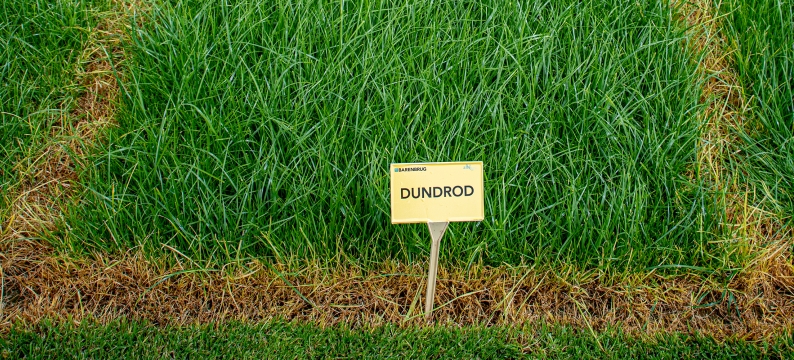 Dundrod Agriculture Grass Varieties