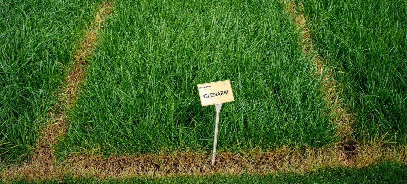 Glenarm Agriculture Grass Varieties