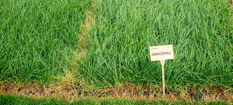 Gracehill Agriculture Grass Varieties