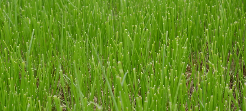 Killylea Agriculture Grass Varieties