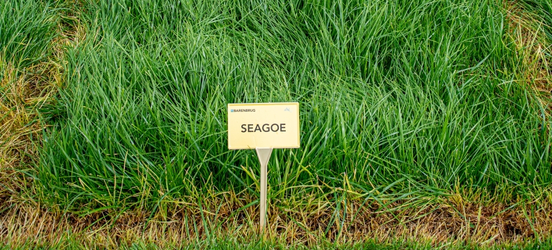 Seagoe Agriculture Grass Varieties