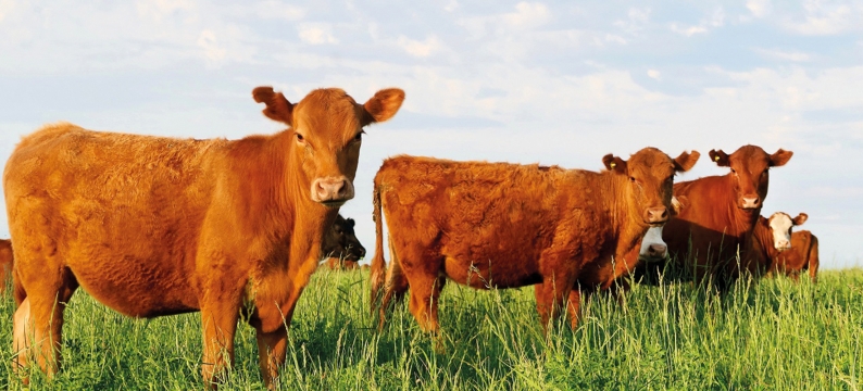 Cut and Graze