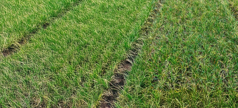 Crossgar Agriculture Grass Variety