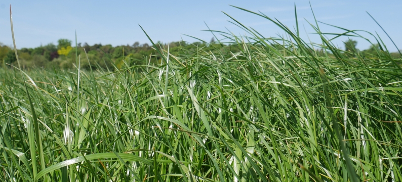 Richhill Agriculture Grass Varieties