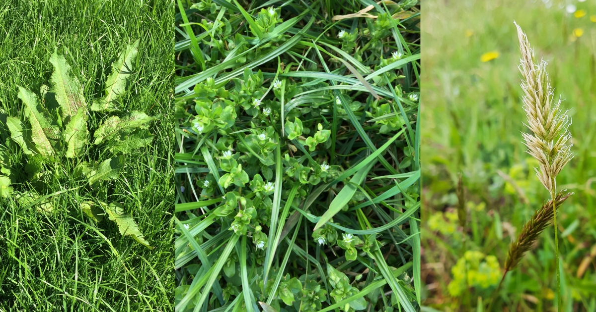 Weed Identification Barenbrug UK Agriculture Challenges Solutions Weed Identification Barenbrug UK Agriculture Challenges Solutions