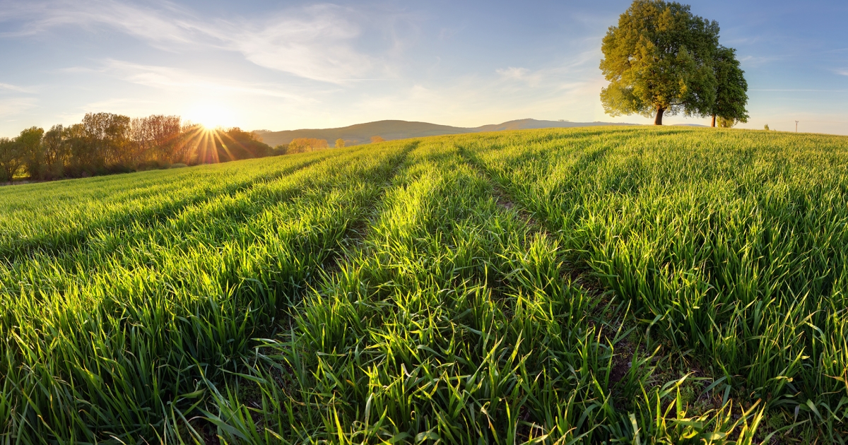 Spring Grass Target A Look at Spring Grass Growth | Barenbrug