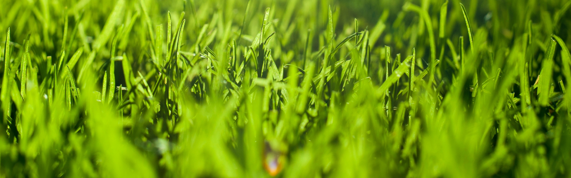 Homelawn header image