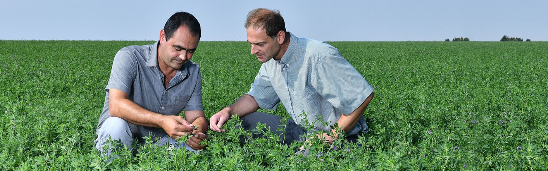 From seed to sales header.jpg