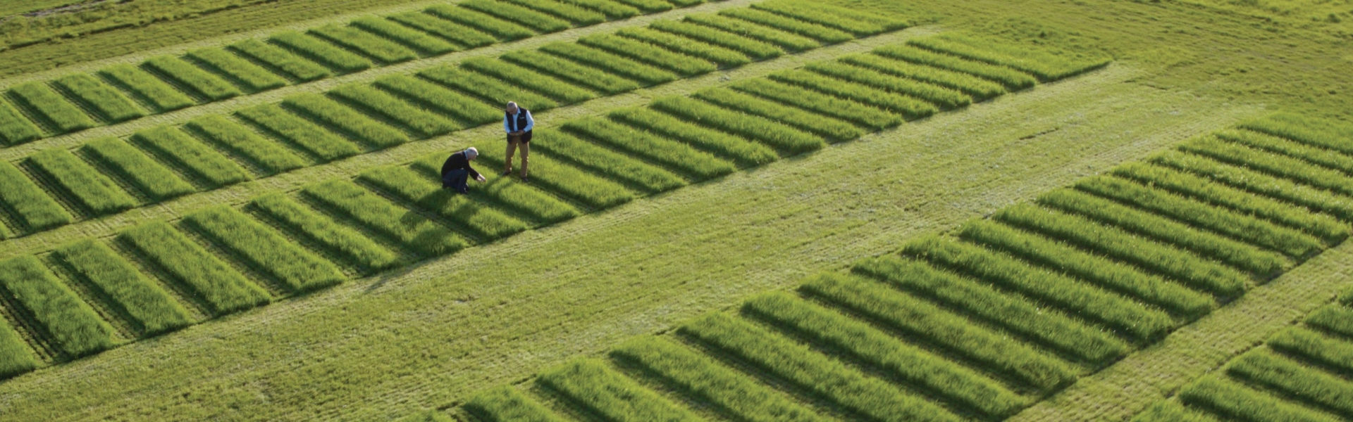 Innovative Grass Solutions