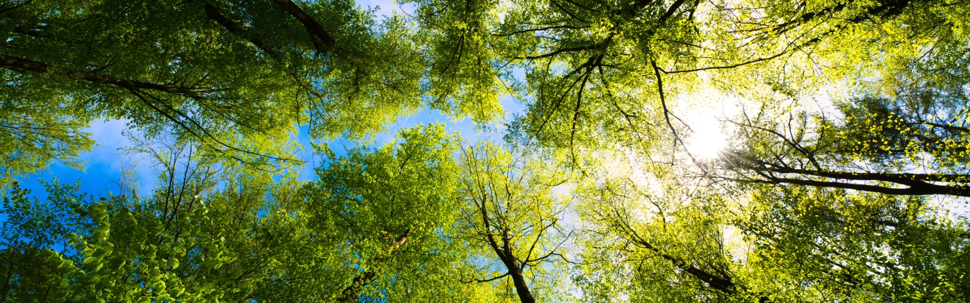 The Green Light Trust