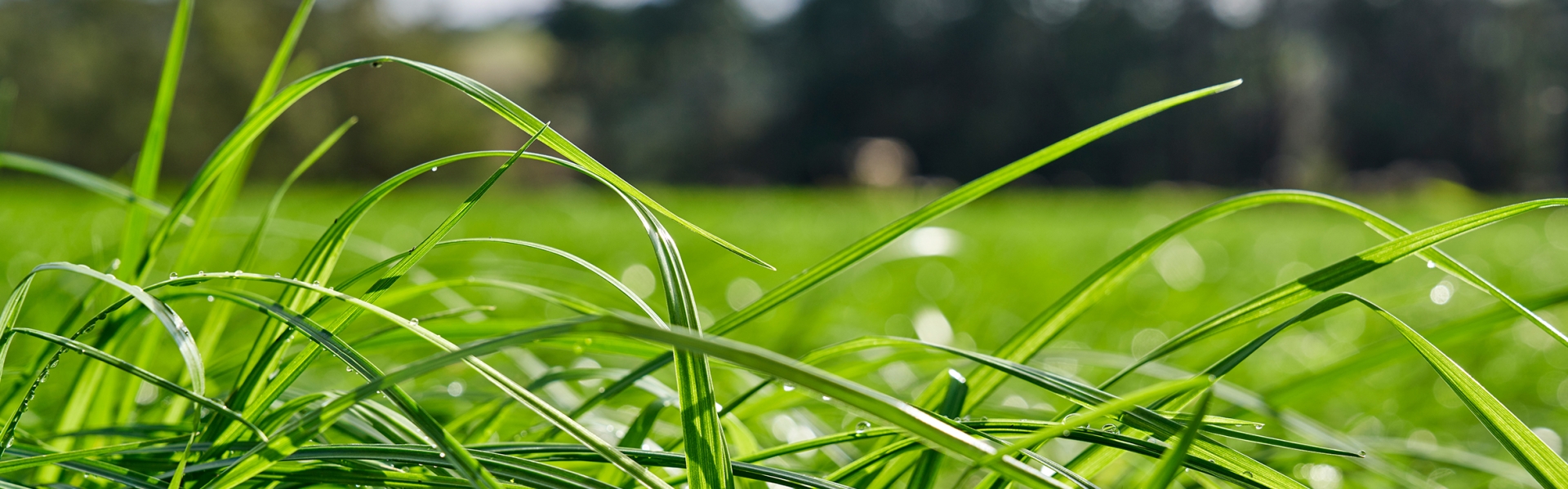 Sustainable Solutions