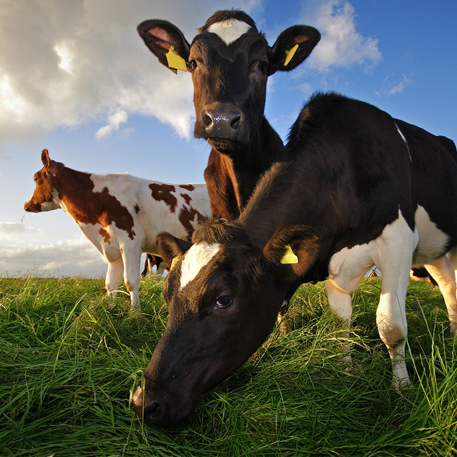 Agriculture