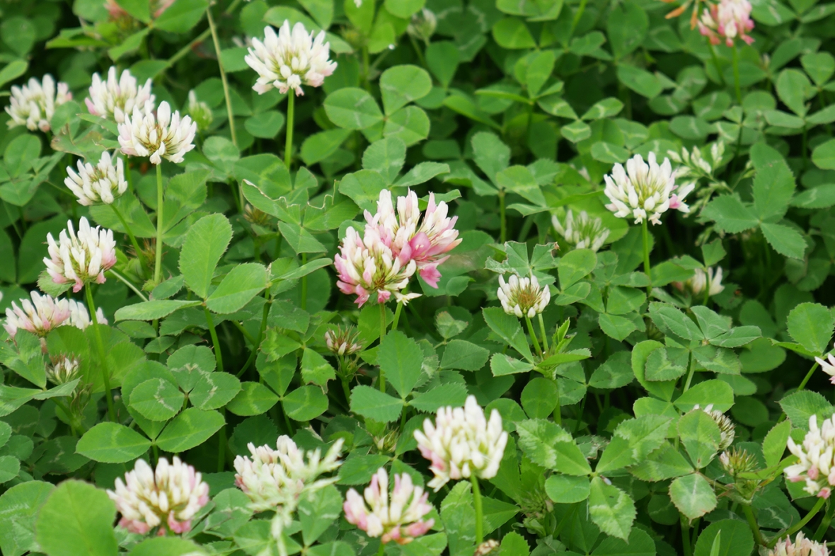 Barblanca White Clover Knutsford