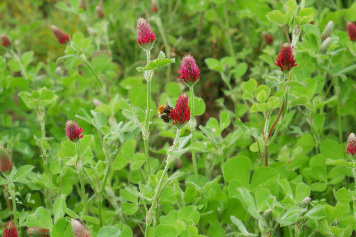 Crimson Red Clover Knutsford