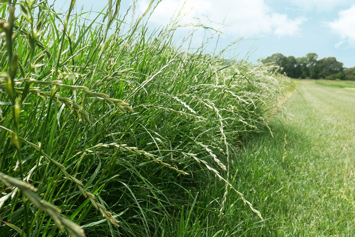 Cropvale