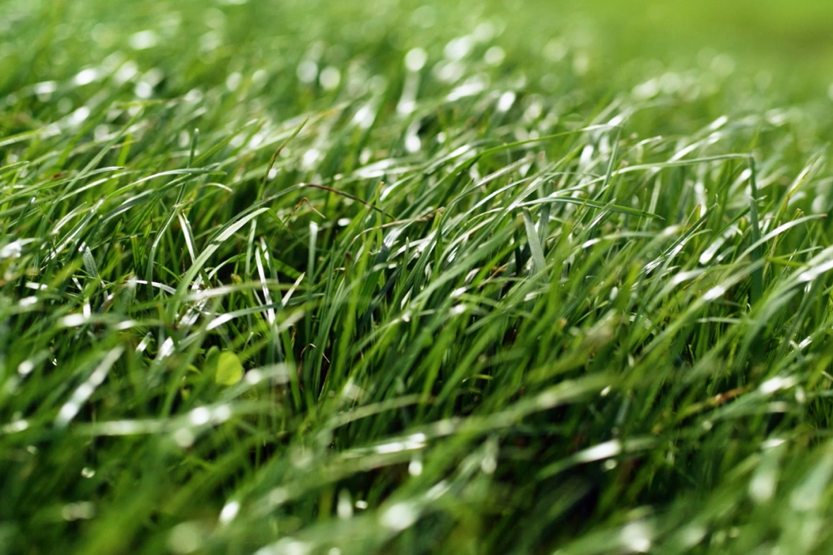 Grass Knutsford
