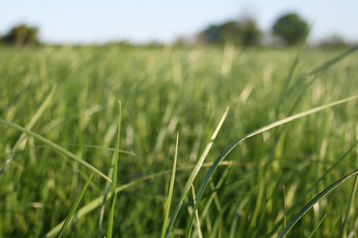 Cropvale