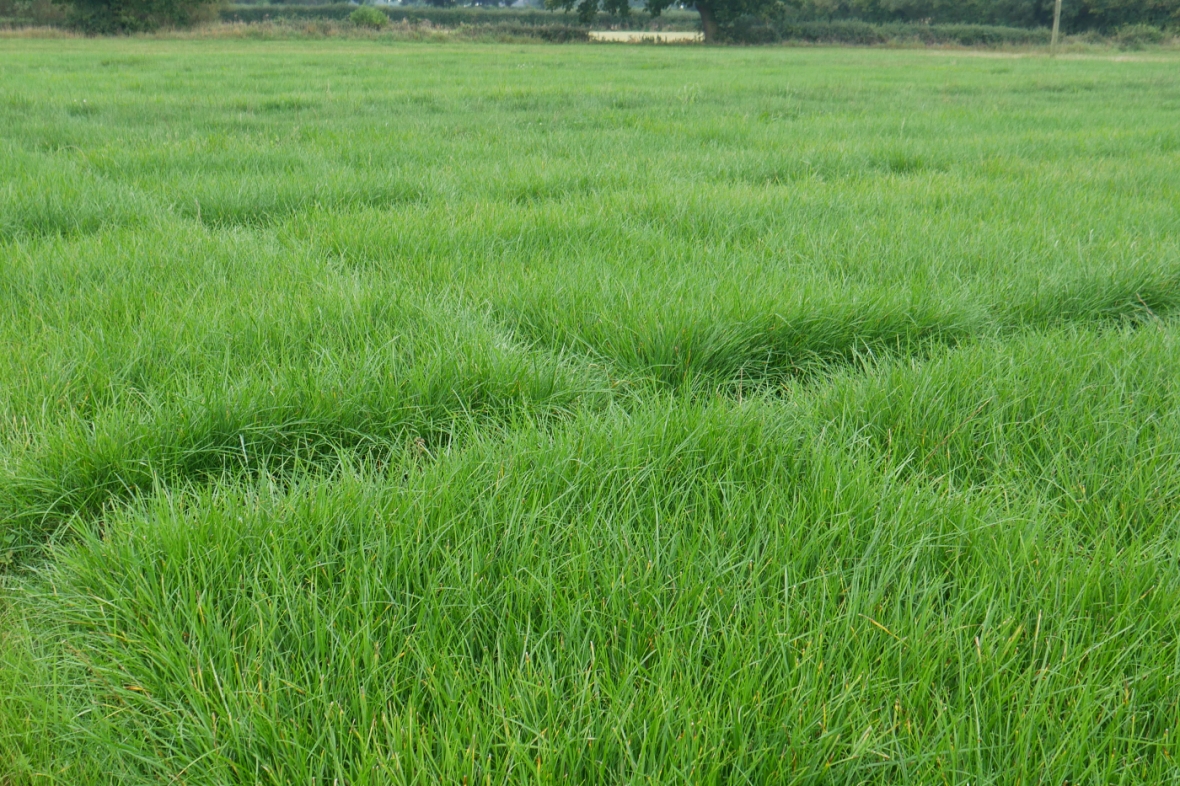 Grass Field Knutsford