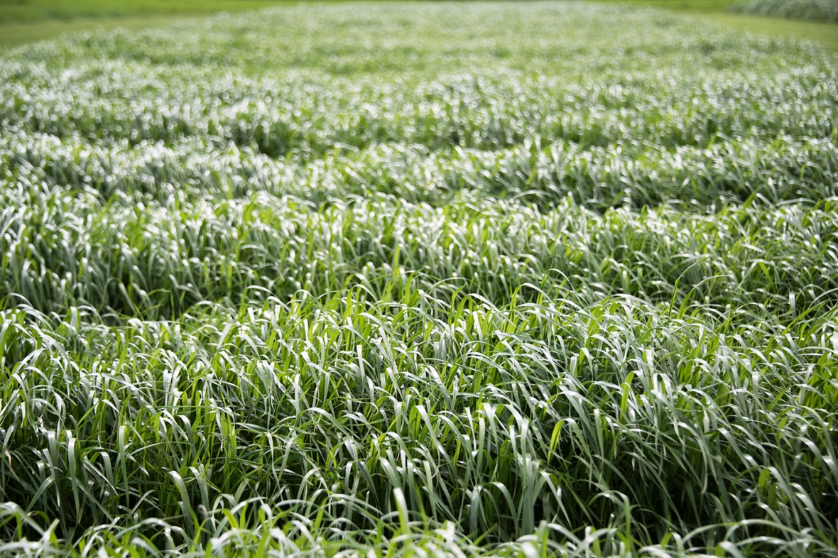 Cropvale