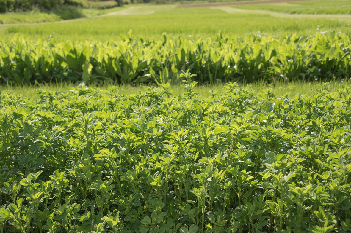 Cropvale