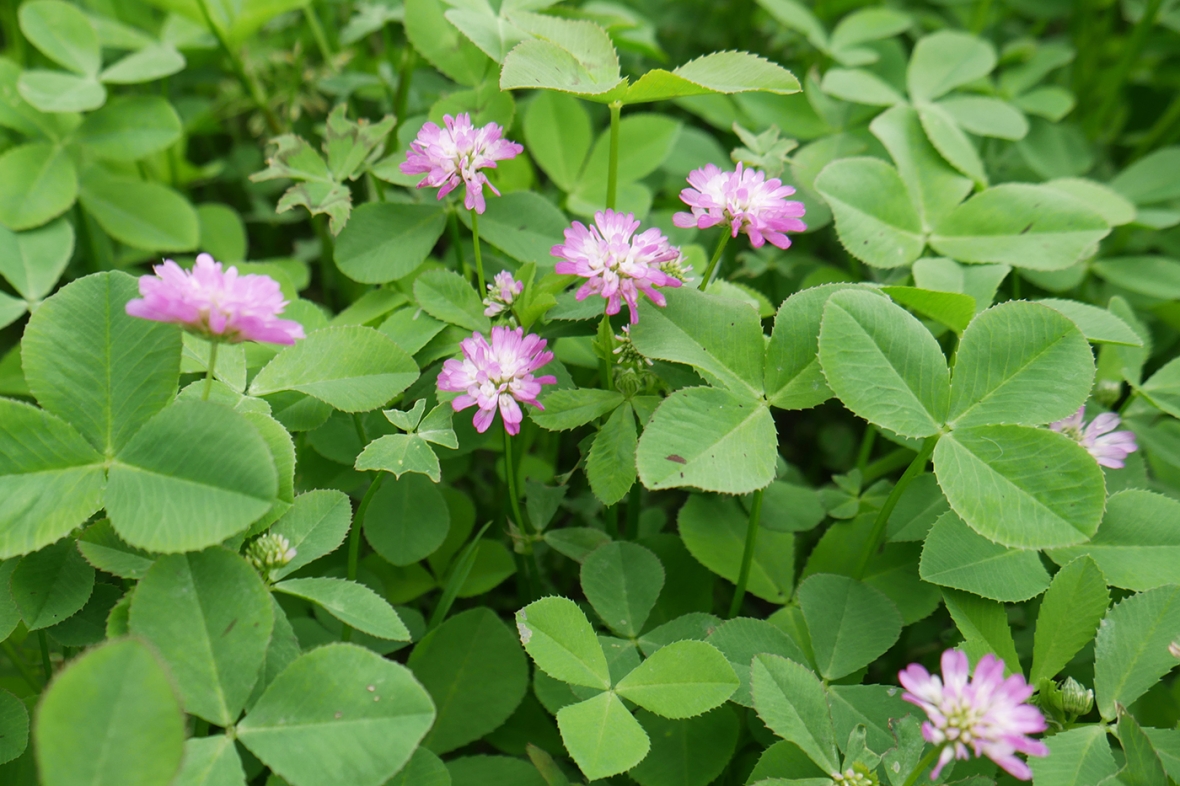 Persian Red Clover Knutsford