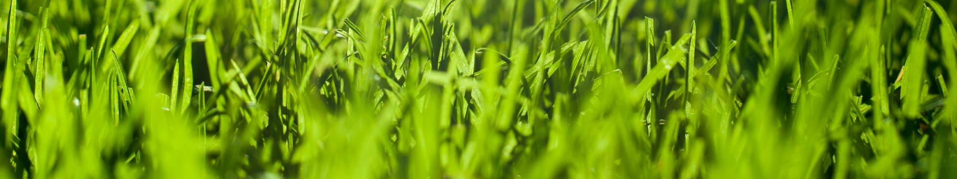 Homelawn header image