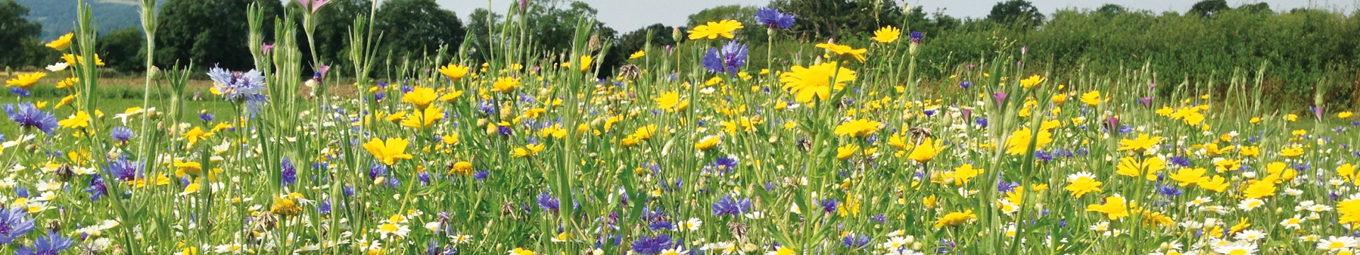 Wildflowers