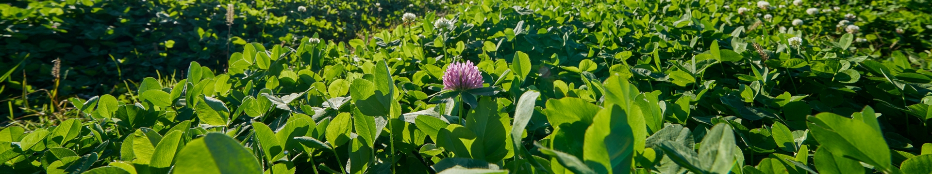 Clovers