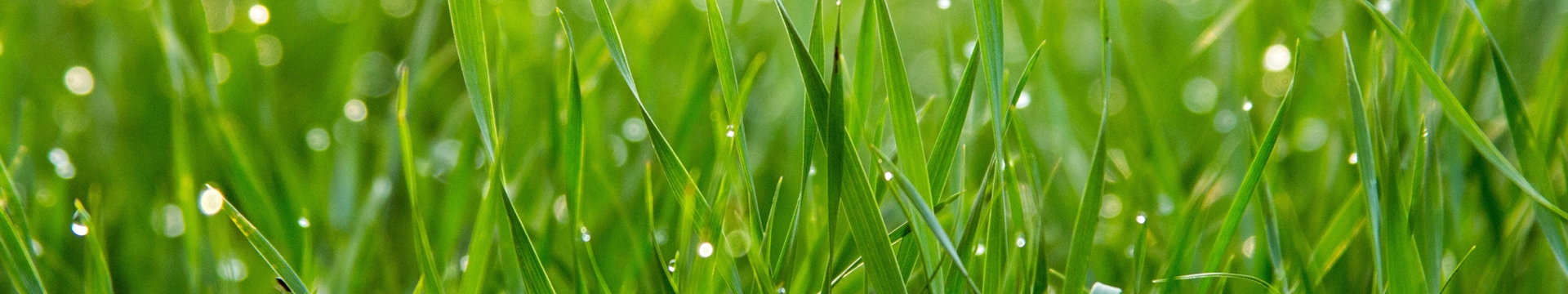 Grass Products Agriculture