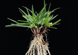 Agricultural variety - Tall Fescue - Festuca arundinacea