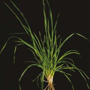 Cocksfoot - Dactylis glomerata