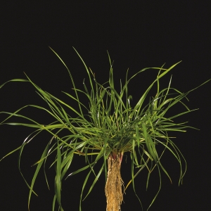 Hybrid Ryegrass - Lolium x hybridum