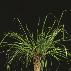 Italian Ryegrass - Lolium multiflorum